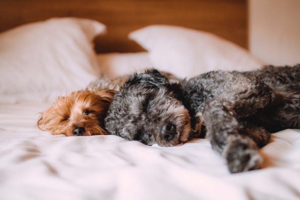 dog in pet friendly apartment in old city philadelphia 